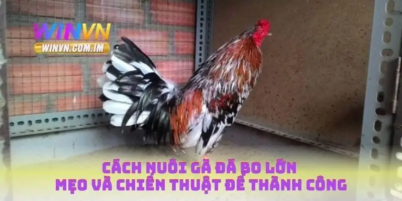 Cách Nuôi Gà Đá Bo Lớn Mẹo Và Chiến Thuật Để Thành Công 4 Cách nuôi gà đá bo lớn