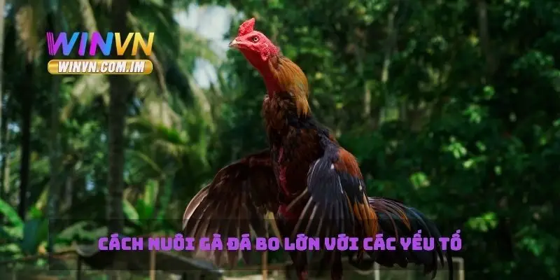 Cách Nuôi Gà Đá Bo Lớn Mẹo Và Chiến Thuật Để Thành Công 2 Cách nuôi gà đá bo lớn với các yếu tố