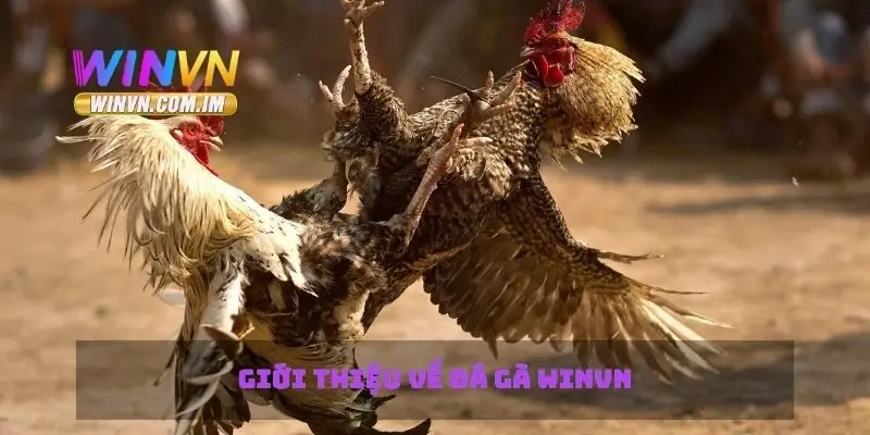 Giới thiệu về đá gà Winvn