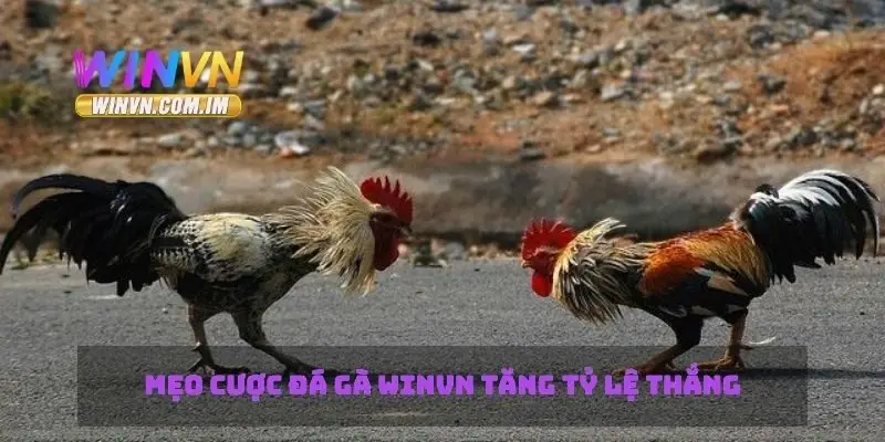 Mẹo cược đá gà Winvn tăng tỷ lệ thắng