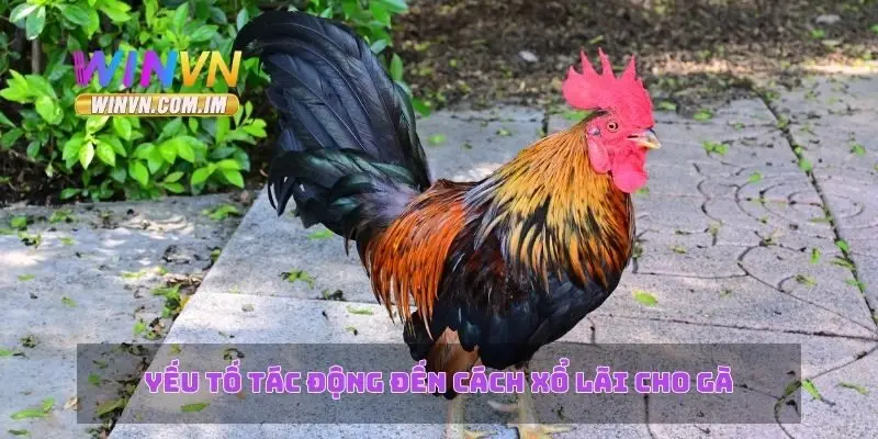 Cách Xổ Lãi Cho Gà – Chiến Lược Hiệu Quả Trong Chăm Sóc Gà 2 Yếu tố tác động đến cách xổ lãi cho gà